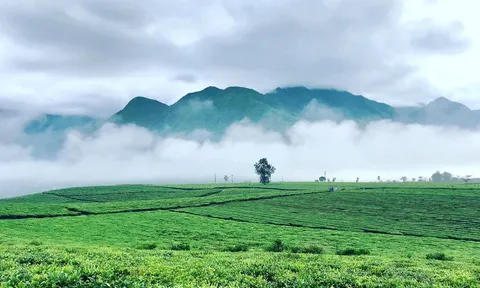 Đồi chè Tân Uyên: Điểm đến hấp dẫn