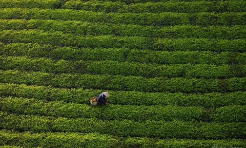 Để vùng chè cổ thành điểm du lịch độc đáo