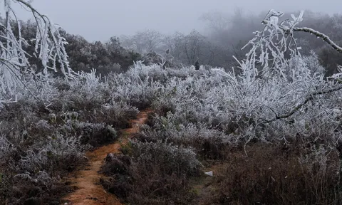 Du khách thích thú "săn" băng giá trên các đỉnh núi cao tại Bát Xát