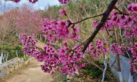Lên Mù Cang Chải "say" hoa tớ dày