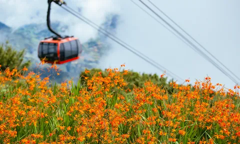 Chuyện của những đóa hoa dơn thóc nở trong sương gió