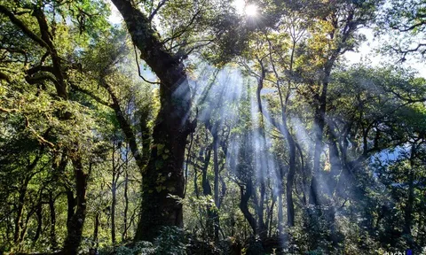 Hành trình lên đỉnh Tả Liên Sơn