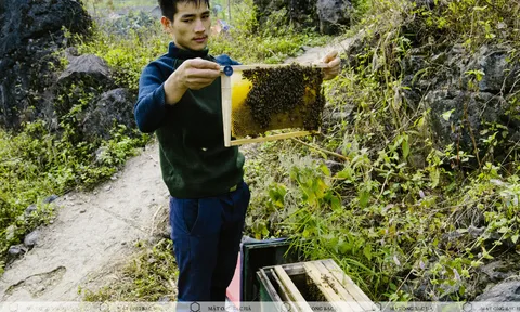 Cảnh báo: Gần 90% mật ong bạc hà trên thị trường bị làm giả.