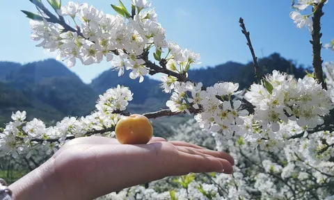 Hoa mận nở trắng trời, đẹp như cổ tích ở Le Champ Tú Lệ