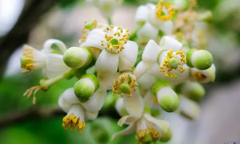 Đặc sắc lễ hội xuân vùng bưởi Khả Lĩnh