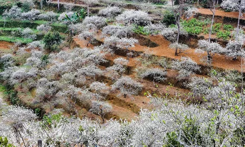 “Sắc màu cao nguyên” đón chờ du khách