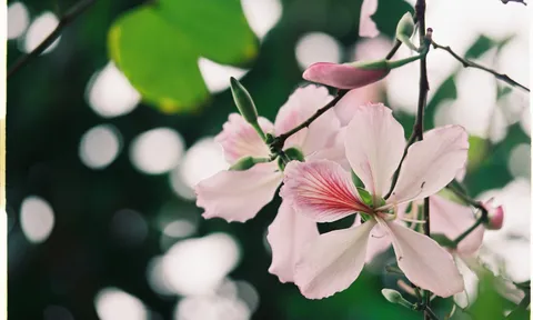 Du khách thích thú ngắm hoa mận trắng Bắc Hà