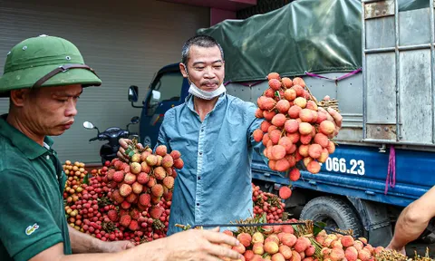 YOKORI - Hoa quả sạch tặng miễn phí vải thiều chất lượng cho khách hàng tại Hà Nội