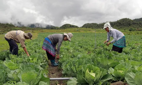 Nâng cao thu nhập từ sản xuất vụ đông