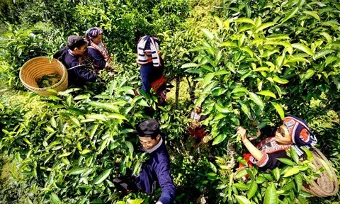 Chuyện chè cổ trăm tuổi ở bản người Dao Nậm An