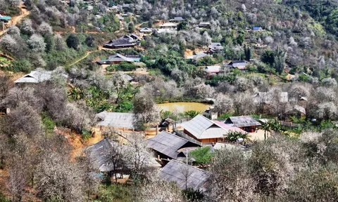Bản H'Mông bừng sáng mùa hoa Sơn Tra