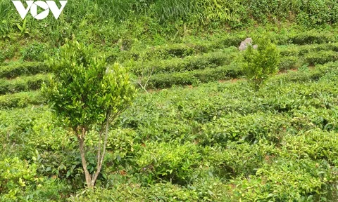 Trồng cây quýt chum thất bại và lãng phí ở Lai Châu, trách nhiệm thuộc về ai?