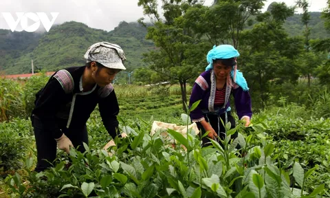 Nông dân Lai Châu muốn Chính phủ nhanh bình ổn giá phân bón