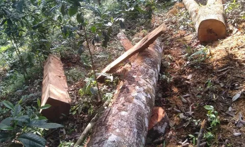 Báo động tình trạng phá, xâm lấn rừng phòng hộ tại Yên Bái