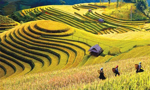 Du lịch ngắm mùa lúa vàng - “bảo bối” hút du khách
