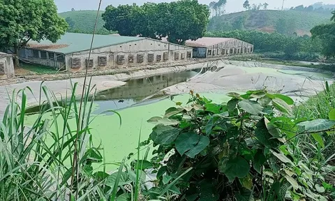 Yên Lập (Phú Thọ): Trại lợn vẫn “hành” dân dù đã bị xử phạt