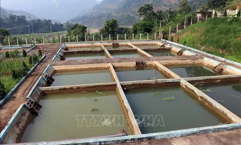 Sơn La cần sớm có giải pháp đưa dự án nuôi cá tầm đi vào hoạt động