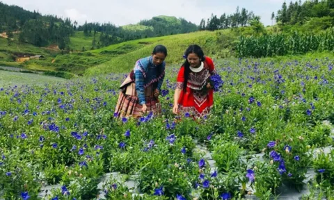 Mộc mạc cao nguyên Bắc Hà