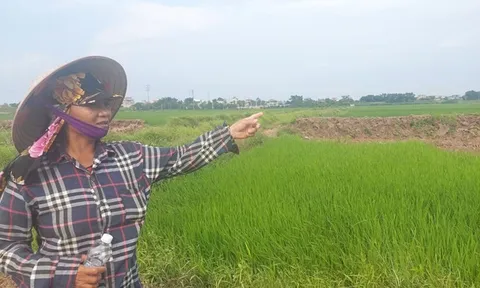 Phú Thọ: Hơn 60 ha lúa có nguy cơ gặp hạn vì mương thủy lợi bị phá