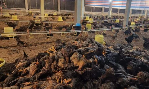 Phú Thọ: Về sự cố điện gây thiệt hại 15.000 con gà ở Phú Mỹ - Phù Ninh