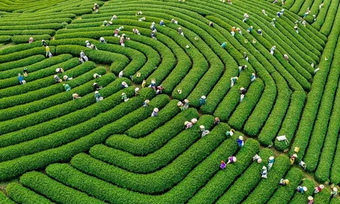 Lào Cai: Trưng bày gần 200 bức ảnh nghệ thuật tại triển lãm "Trung du, miền núi phía Bắc - Tiềm năng và cơ hội"
