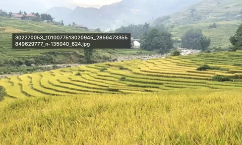 Sa Pa mùa lúa chín đẹp như tranh vẽ
