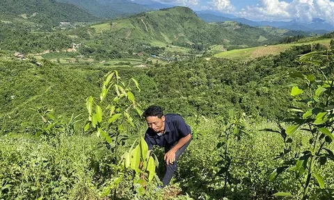 Ồ ạt trồng cây quế ở Điện Biên, cây giống tự mua trôi nổi, mạnh ai nấy trồng