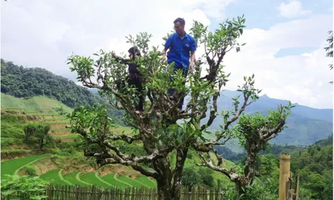 Thăm vùng chè shan tuyết cổ thụ Tả Củ Tỷ