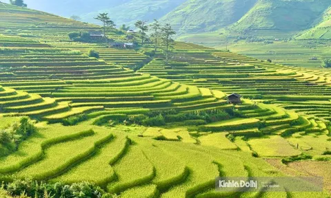 Ngắm mùa lúa vàng óng dọc triền núi Mù Cang Chải