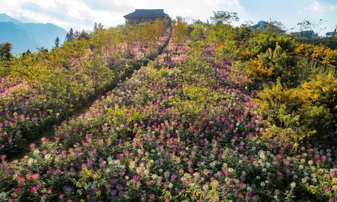 Muôn hoa khoe sắc, Sun World Fansipan Legend đẹp ảo diệu trong mùa thu