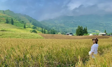 Du khách 'săn' lúa chín, đơn vị lữ hành chốt tour
