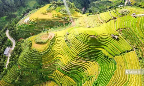 Ngắm những thửa ruộng bậc thang ở Yên Bái "thay áo mới"