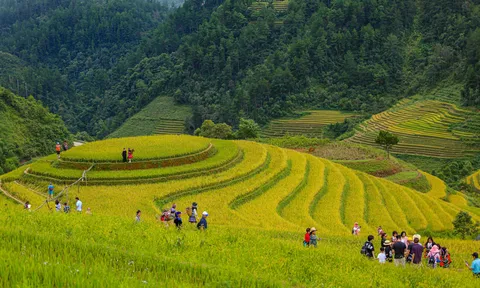 Ruộng bậc thang Mù Cang Chải mùa lúa chín đẹp mê hồn, tuyệt tác của núi rừng Tây Bắc