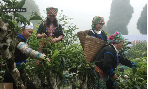 Lễ cúng tôn vinh cây chè tổ Suối Giàng
