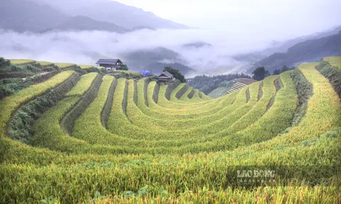 Mướt mắt mùa vàng ruộng bậc thang trên đỉnh trời Tây Bắc