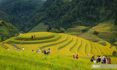 Mù Cang Chải: Mê mẩn mùa lúa chín trên đồi Mâm xôi