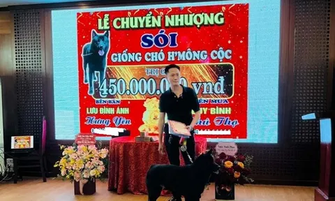 Thiếu gia Phú Thọ chi gần nửa tỉ mua chó H'Mông cộc?
