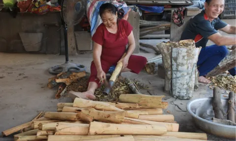 Quế Văn Yên nguy cơ mất thương hiệu