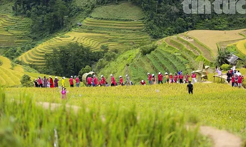 Ngọt ngào Mù Cang Chải mùa lúa chín