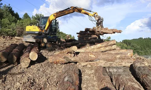 Vụ phá rừng trên đỉnh Pha Đin: Bắt Chủ tịch xã và 1 kiểm lâm viên
