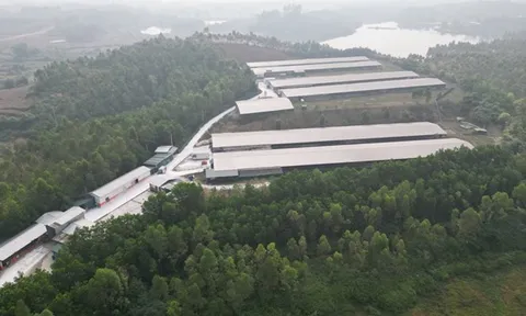 Dự án 'khủng' nên khó xử lý?