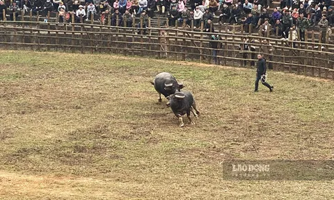 Yên Bái: "Sới" chọi trâu tự phát thu hút hàng chục nghìn người xem