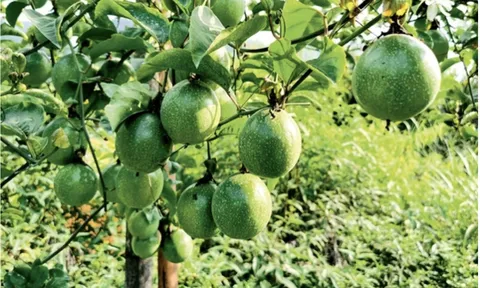 'Cổ tích chanh vàng' trên núi đồi Sơn La