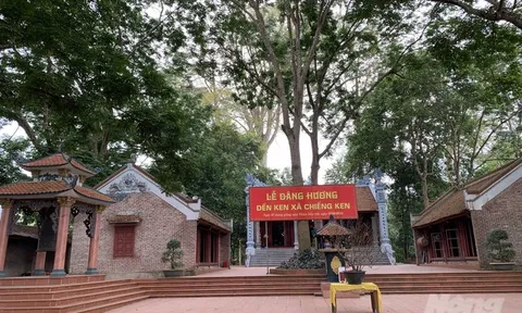 Cây di sản 300 năm tuổi... bị mối mọt