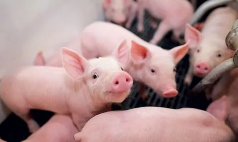 Giá heo hơi hôm nay 3/11/2023: Tăng 1.000 - 2.000 đồng/kg