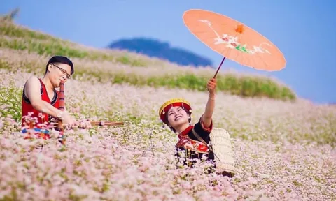 Hoa tam giác mạch ở Hà Giang đẹp mơ màng