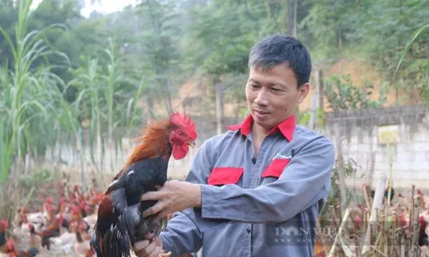 Tỷ phú nuôi gà thả vườn ở Lào Cai
