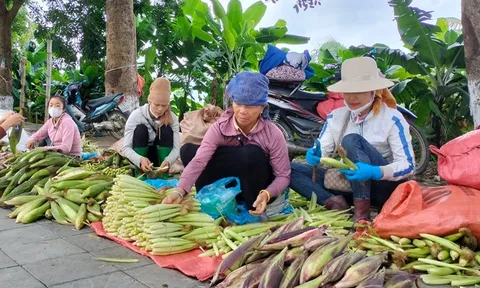 Ngô nếp non Nghĩa Lộ cho giá trị kinh tế cao