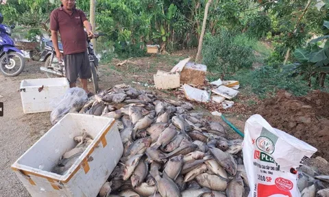 Sơn La: Hàng tấn cá chết nghi do nhiễm nước thải từ chế biến cà phê