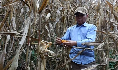 Nông dân Sơn La lao đao vì ngô có bắp nhưng không hạt